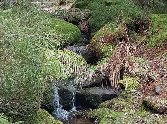 Restaurant Kniebishoehe Hotel Freudenstadt